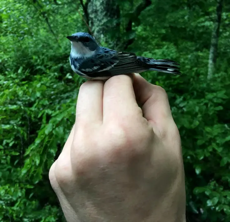 pajarito en el hosquillo